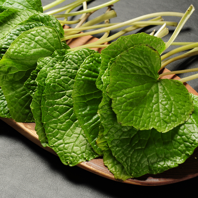 국산 생 와사비잎 고추냉이잎, 1박스, 500g