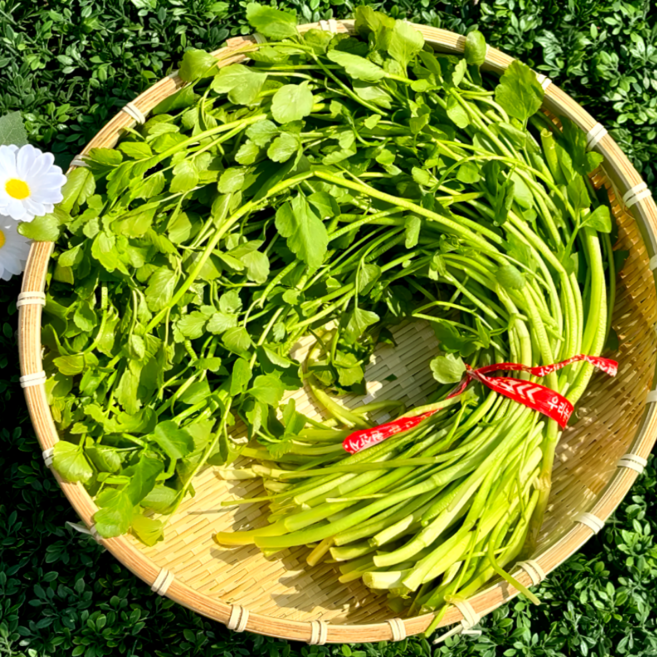 [타임특가] 아삭아삭 김해 청정 손질 미나리, 1개, 500g