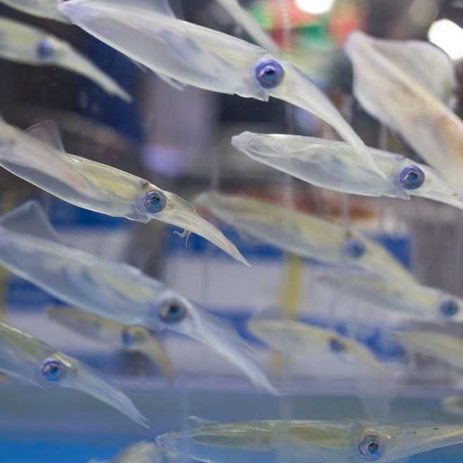 생물 꼴뚜기 호래기 회 무침 횟감용 500g, 1개, 500g 내외(60미 내외)