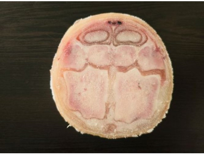 [생푸드] 한우우족 1kg (국내산)(냉동), 1개