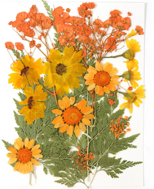 한현 DIY 대용량 압화 책갈피 만들기 종합팩 꽃모음 1장 20꽃, 1세트, HX20