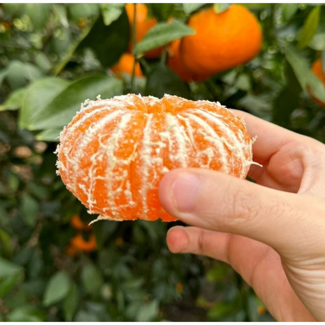 [프리미엄] 고당도 햇 윈터프린스 신품종 환타맛 예약특판 12/23출고, 1박스, 중과 3kg(16-20과)