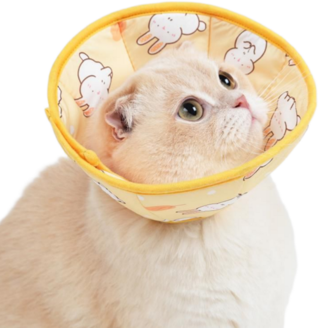 알뜰펫 고양이넥카라 중성화넥카라 강아지 쿠션 초경량 보호대, 옐로우