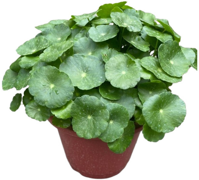 萬花叢 水生植物銅錢草/圓幣草 5吋盆栽 - 療癒系室內盆栽 招財納福 淨化空氣, 綠色, 1個