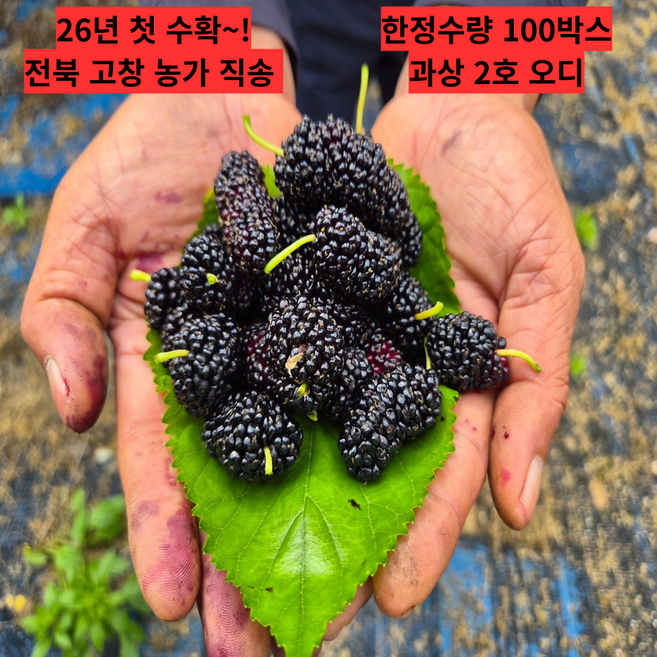 [26년첫수확] 농가직송 전북 고창 오디 햇과상2호 1개 1kg, 2kg
