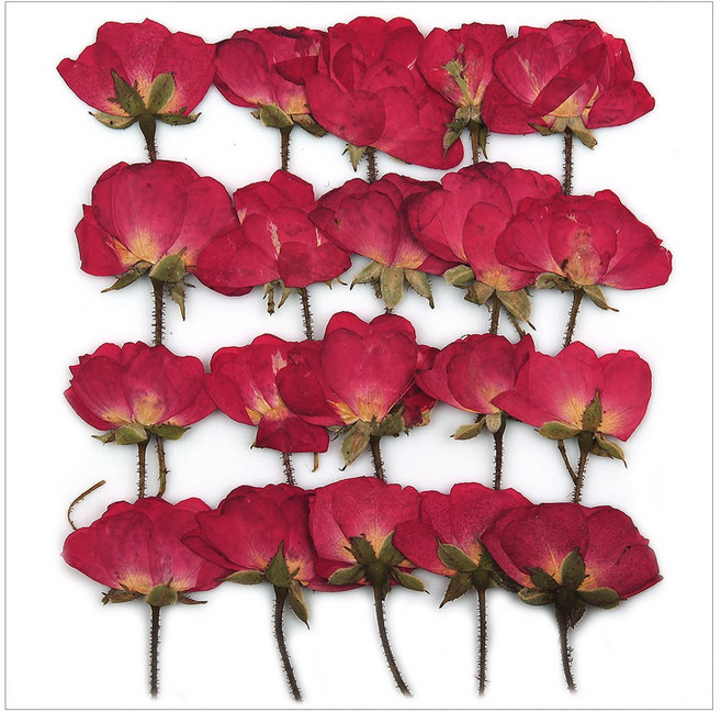 프레스코21 압화 줄기 장미봉오리(반개화)