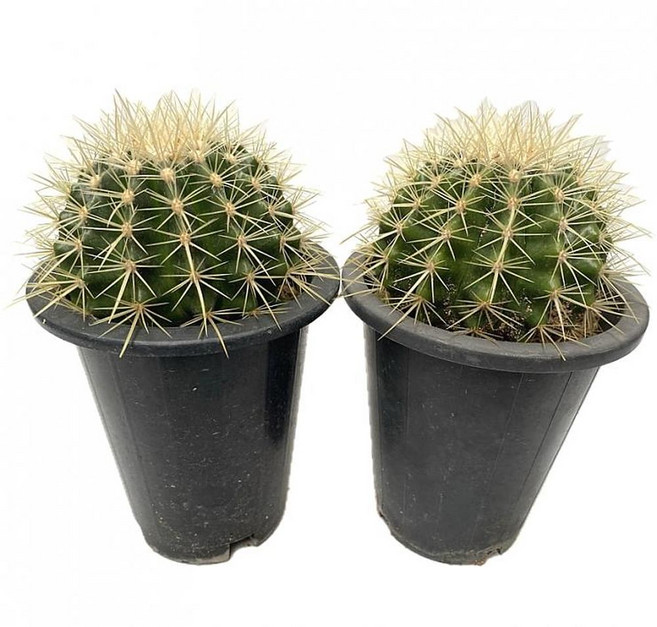 2026 공기정화 식물 1+1 금호 씨앗으로 키운 선인장 24cm, 1개, 상세설명참조