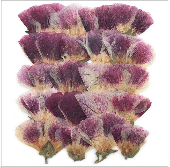 프레스코21 압화 줄기 고데치아