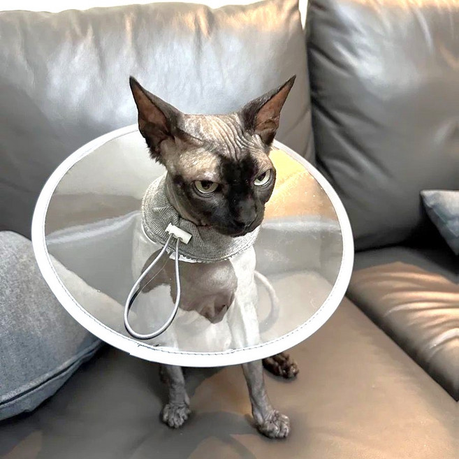 카라몰리 고양이 넥카라 깔대기 초경량 중성화 긁음방지, 그레이 투명, 1개