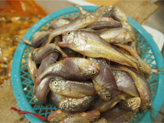 생물 황석어 깡달이 (젓갈용황석어) 깡다리 황새기 강달어, 황석어(중)(젓갈용) 2kg, 1개