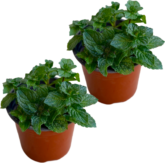 페퍼민트 (포트지름10) 향기나는 허브 생화 모종 식용 허브식물 키우기 대성식물, 2개
