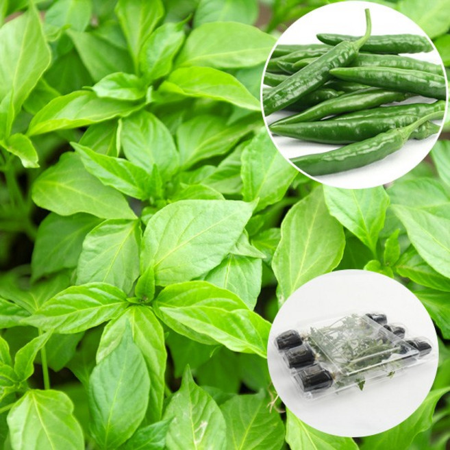 갑조네 청양고추모종 고추모종 채소모종 야채모종, 6개