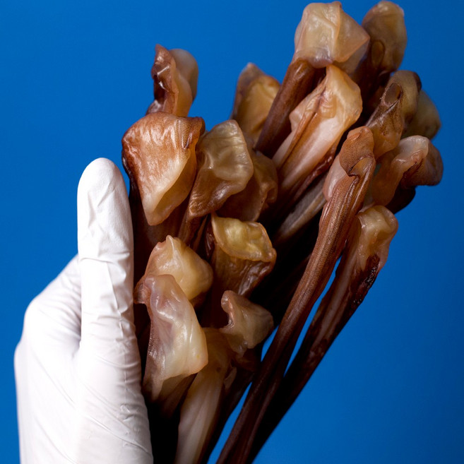 대왕 말랑 장족 대용량 안주 (진공 낱개포장)+장족다리 추가증정 오징어다리 [아오리마켓] 가문어 다리 국내가공 특대사이즈 문어다리 문어발 대왕발, 1개, 420g