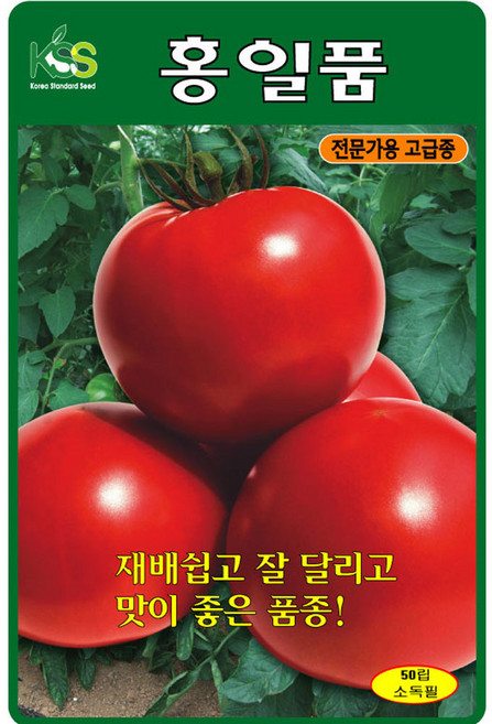 영농사 홍일품 토마토 씨앗 50립 완숙 찰토마토씨, 홍일품토마토, 3개