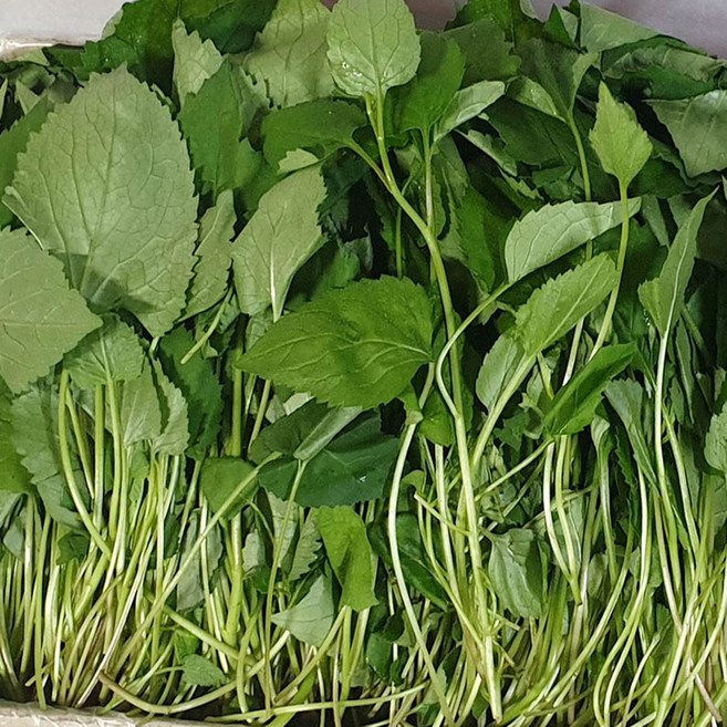 국내산 취나물 4kg 2kg 백산상회, 1박스