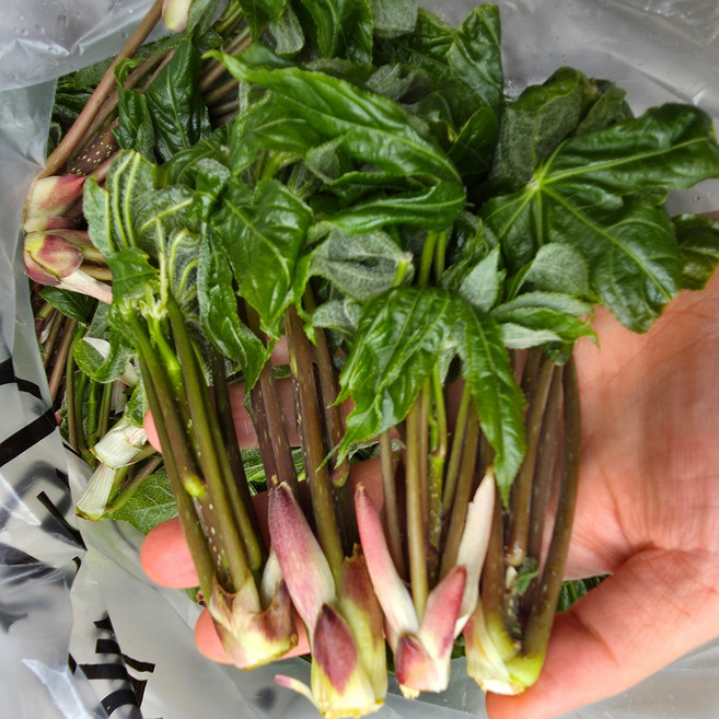 레브 산지직송 지리산 가정용 엄나무순, 1박스, 1kg