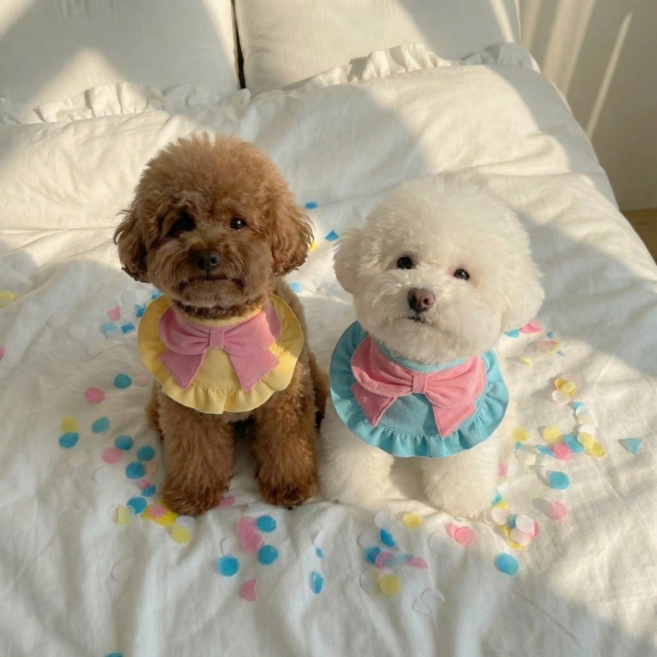 강아지 케이프 귀여운 애견 턱받이 반려견 스카프, 스카이블루, 1개