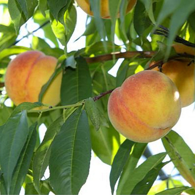 황도 복숭아나무 묘목 / 9월에 따는 추석복숭아 장호원, 1개, 나무색