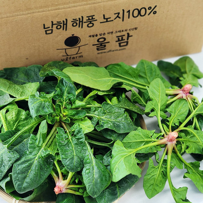 국내산 울팜 남해 해풍노지 시금치, 1kg, 1개