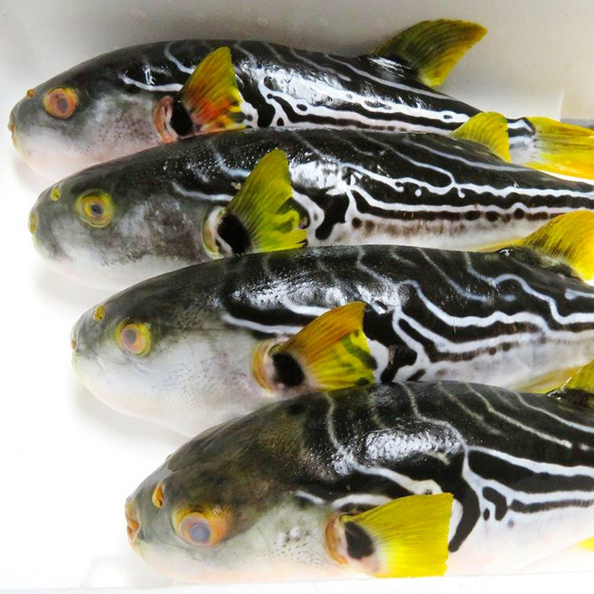 남해안 손질 복어 까치복 참복 2미 3미 500g 탕거리 복어지리탕 복국 복어자격증소유, 1개, 까치복 500g 3-6미