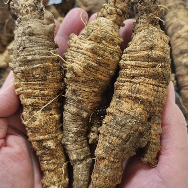 충북 제천 월악산 못난이 산더덕 2kg, 1