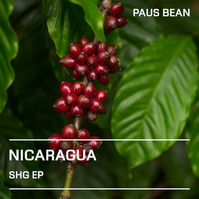 생두대빵 니카라과 SHG EP 생두, 1개, 20kg