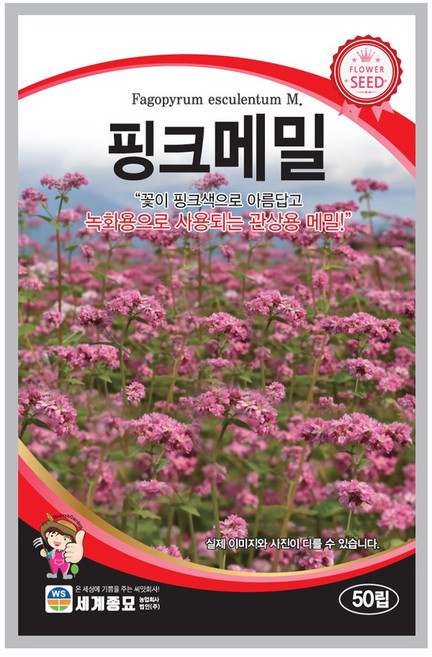 핑크메밀 50립 / 메밀꽃씨앗 붉은메밀 씨 종자 꽃씨 화단 꽃밭 정원, 2개