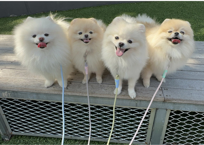 요리죠리하우스 중소형견 다둥이산책줄, 4개, 솜사탕민트