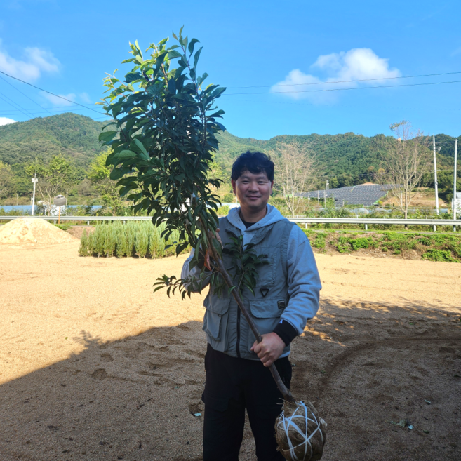자두나무 4년생 결실주 분묘, 자엽자두나무 4년생