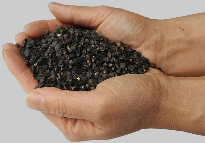 [다온농산] 수입 미국산 검정메밀(통메밀) -10Kg- 정선과정 2회 이상 깨끗, 1개