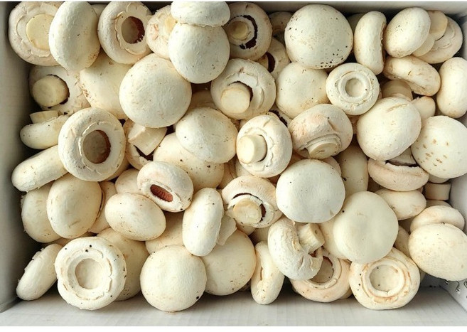 산지직송 부여 양송이버섯 못난이파지2kg 빠른배송, 1개