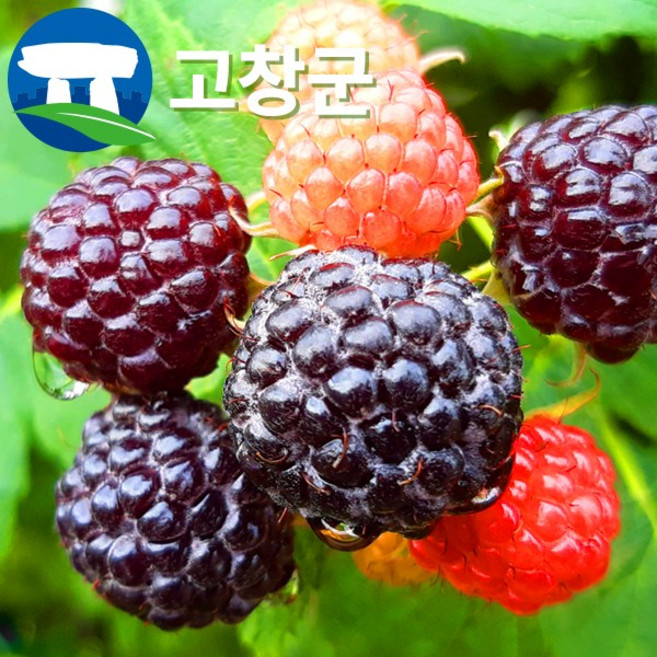 산지직송 고창 복분자 블랙라즈베리 특품 10kg 5kg 2.5kg 1kg / 생과 급냉 토종복분자 고창복분자 햇복분자, 1개, 토종복분자 특품 1kg