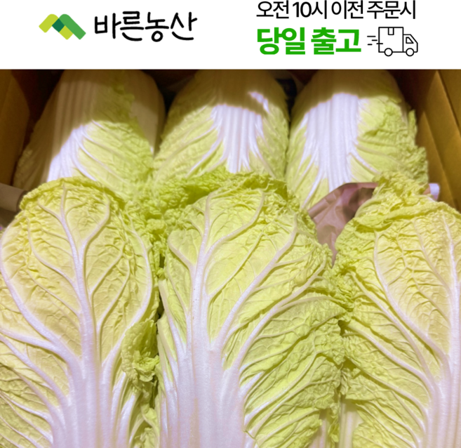< 바른농산 > 국내산 알배기 배추 알배추 쌈배추 (400~900g), 6개, 500g