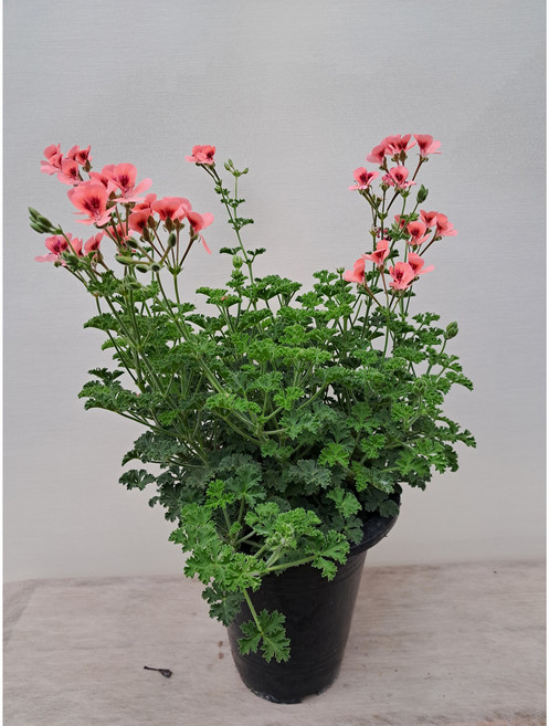 엔젤아이즈 오렌지랜디 제라늄 대품 싱싱하고 풍성함, 1개