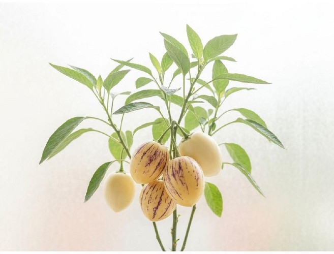 한정수량 우유향 황금 페피노멜론 포트묘종 제니오숲, 포트 2개