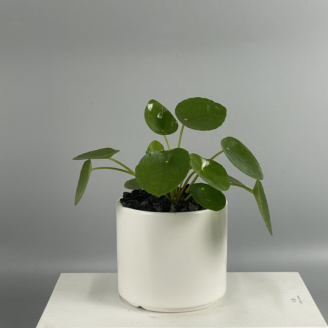 동글동글 돈들어오는 식물 페페, 필레아페페, 화이트세라믹, 1개