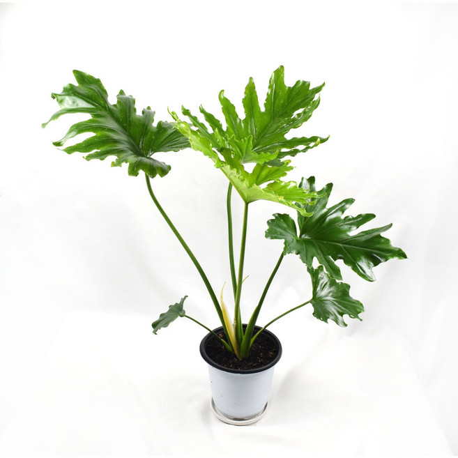 서비내 필로덴드론 호프셀렘 Philodendron Hope Selloum 중형 공기정화식물 플렌테리어 인테리어, 1개, 단일