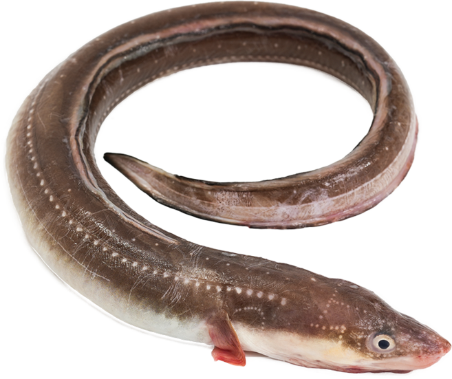 [청정해품] 국산 반건조 아나고 (붕장어 바다장어) 300g (큰뼈제거) 진공포장 냉동, 1개