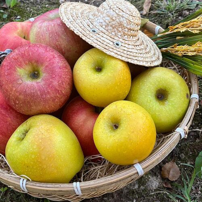 경북 황금당도 못난이 사과 가정용 5kg 초특가 소과 중과, 1박스, 소과3KG