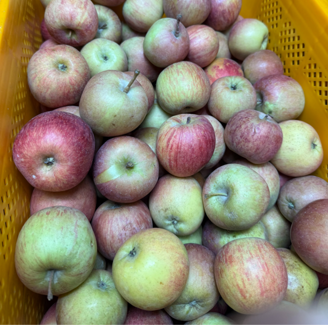 3일특가 국내산 못난이 초특가 사과, 1박스, 5kg 못난이사과