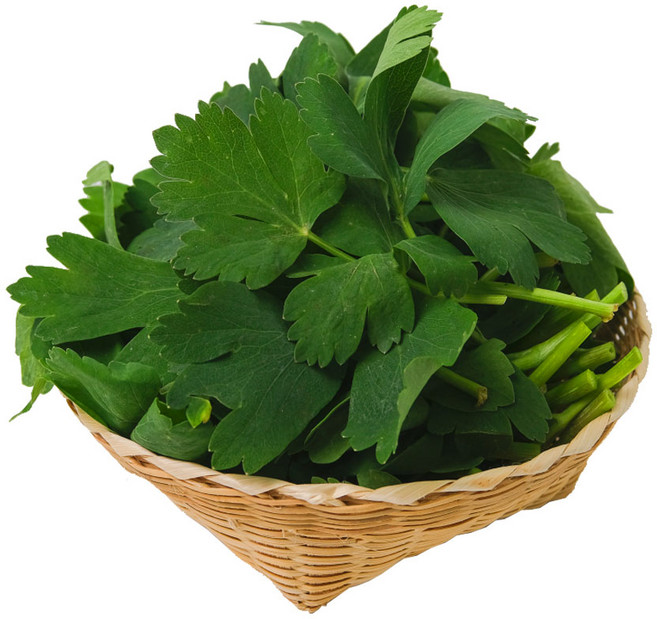 금오도 방풍나물 해풍 맞은 방풍나물 봄나물 산지직송 노지 방풍나물, 1박스, 500g