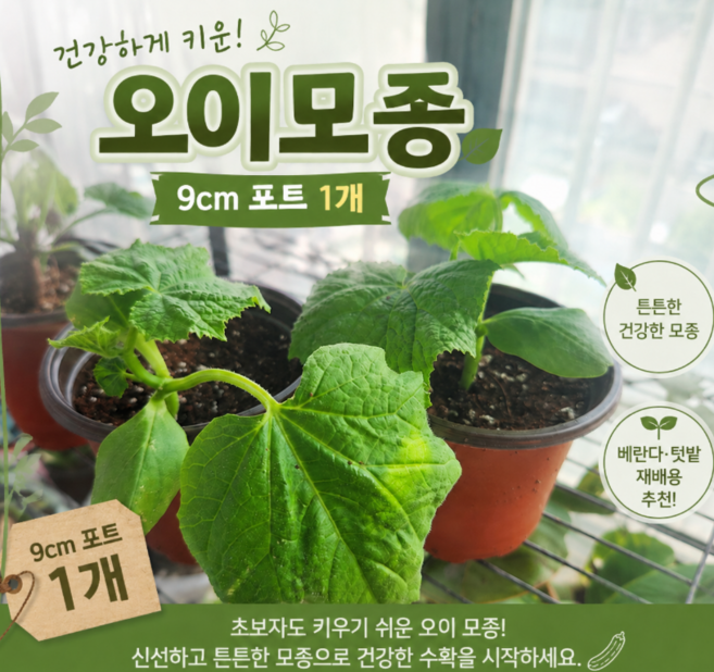 오이모종 화분 키우기 베란다 텃밭 (빽다다기), 빽다다기 오이