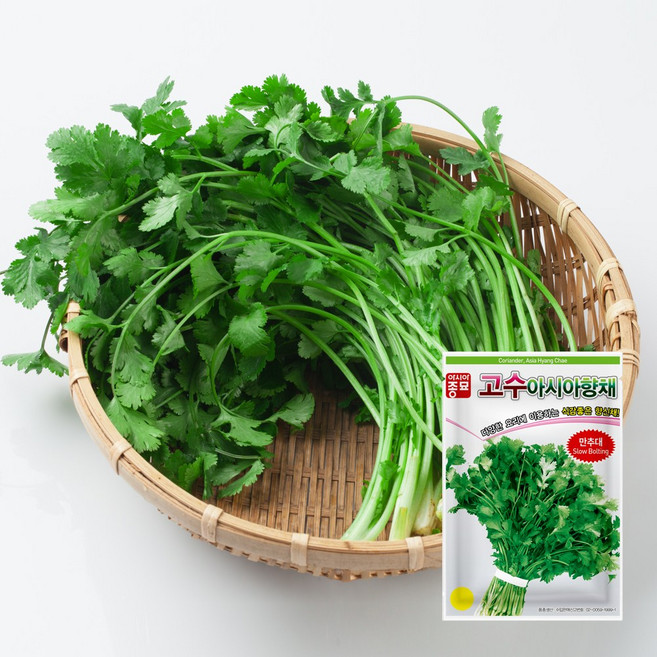 아시아종묘 아시아향채 고수 씨앗 500g, 1개