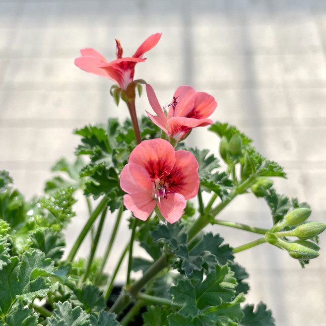 랜디제라늄 1+1 오렌지랜디제라늄 제라늄모종, 2개