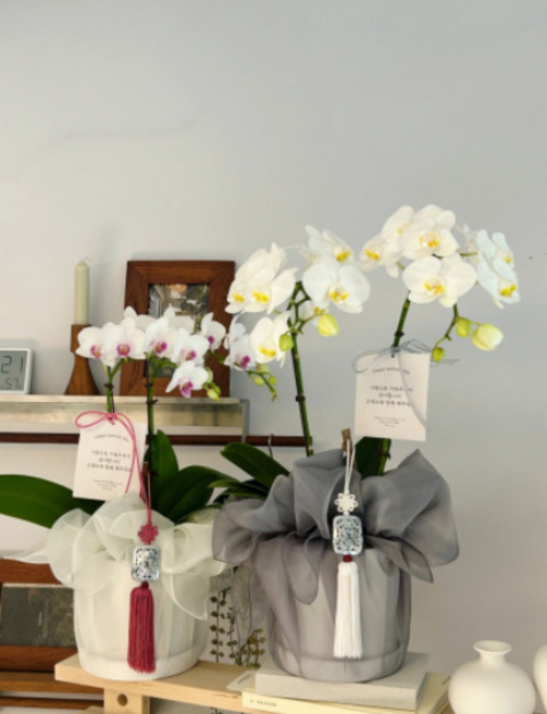 풀스럽 고급서양난 파주운정식물가게, 1개