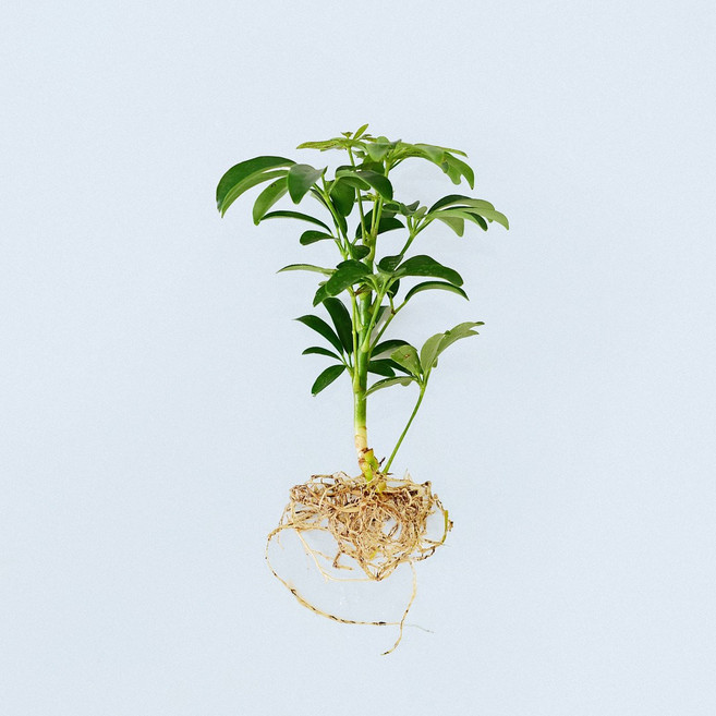 마이플랜트 홍콩야자 세척 모종 소형 수경재배식물, 3개