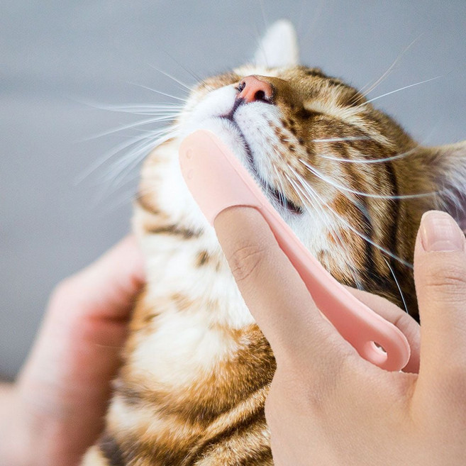 PET 고양이 턱드름 브러쉬 꼬드름 블랙헤드 관리 byd2481gE, 1개, 02턱드름브러쉬-블루