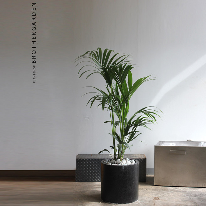 겐차야자[야자나무/음지식물], 선택완료, 1개