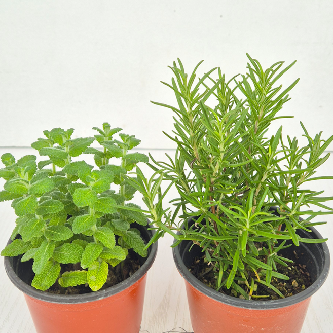 아비가든 향기나는 애플민트 + 허브 교차모음., 2개, 애플민트+로즈마리