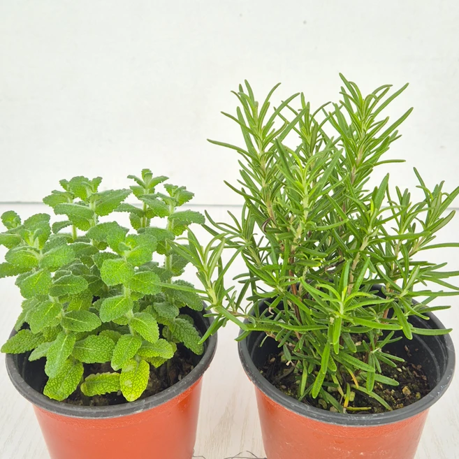 아비가든 향기나는 애플민트 + 허브 교차모음., 2개, 애플민트+로즈마리 - 쿠팡